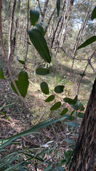 Smilax glyciphylla