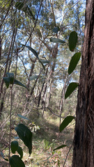 Smilax glyciphylla