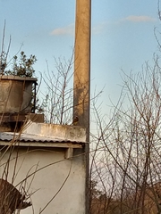 Pitangus sulphuratus