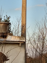 Pitangus sulphuratus