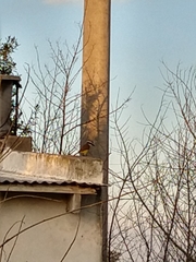 Pitangus sulphuratus