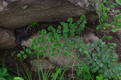 Pellaea cordifolia