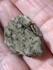 Anaxyrus fowleri