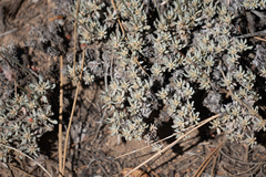 Eriogonum wrightii subscaposum