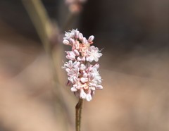 Eriogonum wrightii subscaposum