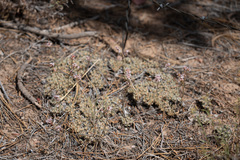 Eriogonum wrightii subscaposum