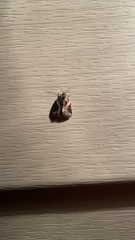 Pseudeustrotia carneola