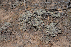 Eriogonum wrightii subscaposum