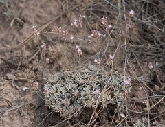 Eriogonum wrightii subscaposum