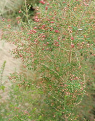 Erica rigidula