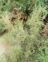 Erica rigidula