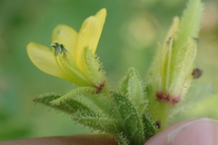 Cleome viscosa