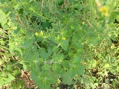 Cleome viscosa