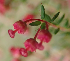 Erica rigidula