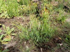 Vicia pulchella