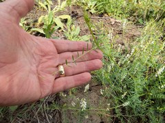Vicia pulchella