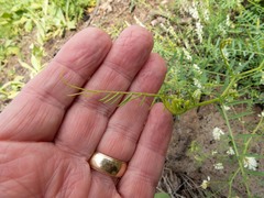 Vicia pulchella