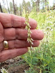Vicia pulchella