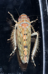 Osbornellus rotundus