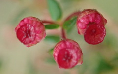Erica rigidula