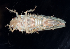 Osbornellus rotundus