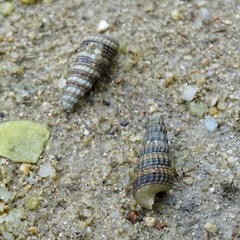 Batillaria zonalis