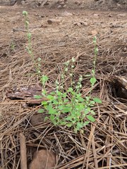 Chenopodium fremontii
