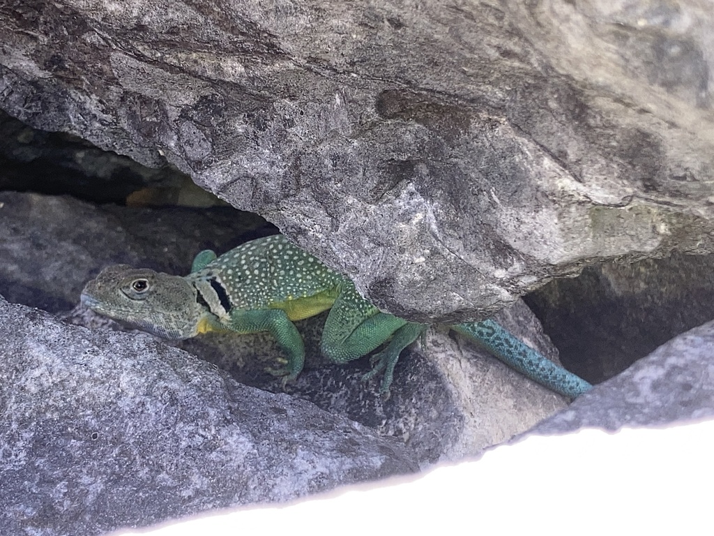 Eastern Collared Lizard from Belton, TX, US on August 14, 2021 at 11:08 ...