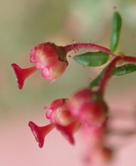 Erica rigidula