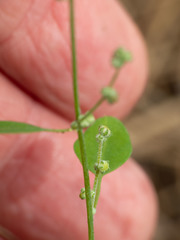 Chenopodium fremontii