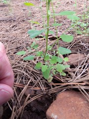 Chenopodium fremontii