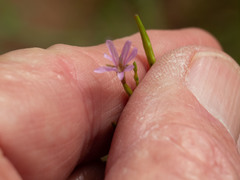 Epilobium foliosum