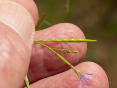 Epilobium foliosum