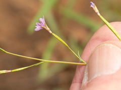 Epilobium foliosum