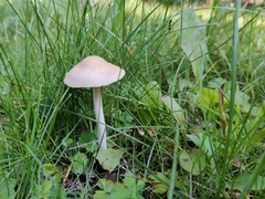 Marasmius oreades