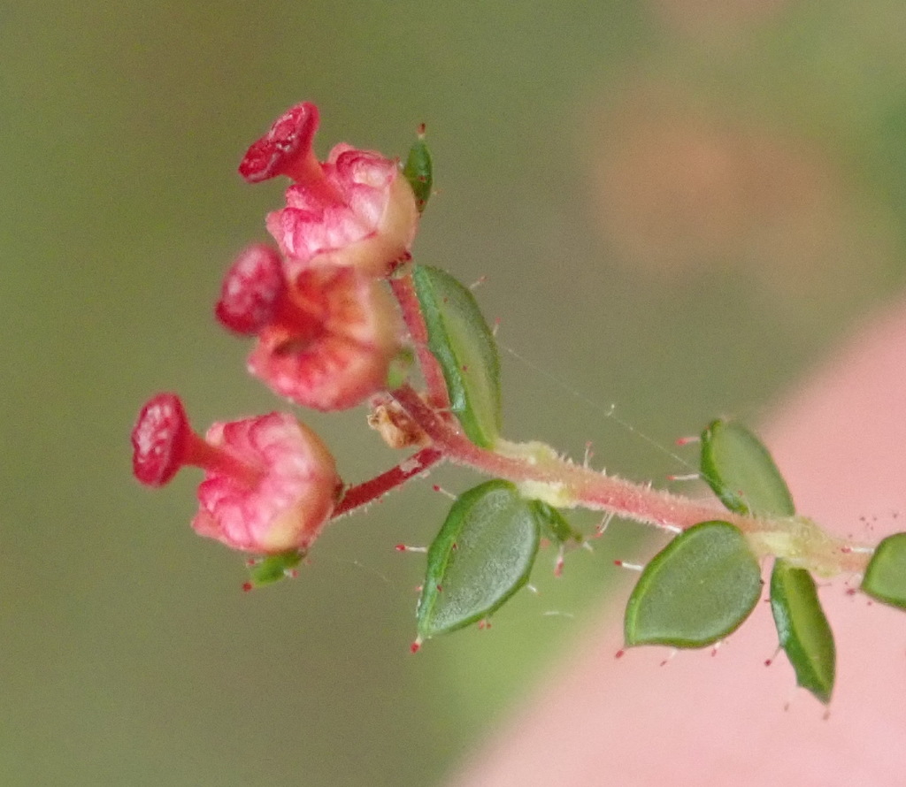 Flatleaf Mushroom Heath