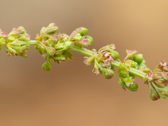 Rumex californicus