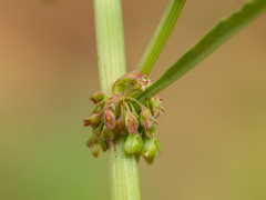 Rumex californicus