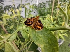 Taractrocera luzonensis