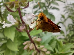 Taractrocera luzonensis