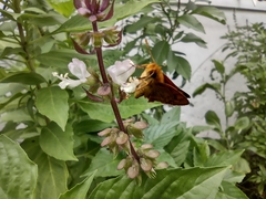 Taractrocera luzonensis