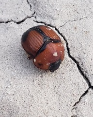 Bolbocerosoma bruneri