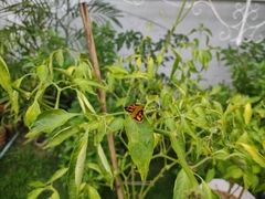 Taractrocera luzonensis