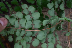 Pellaea cordifolia
