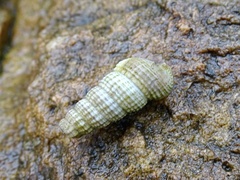 Cerithidea moerchii