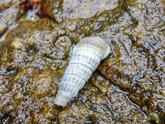 Cerithidea moerchii