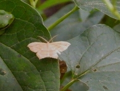 Timandra amaturaria