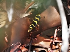 Neoclytus resplendens