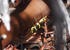 Neoclytus resplendens