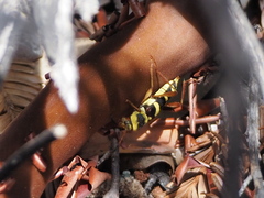 Neoclytus resplendens